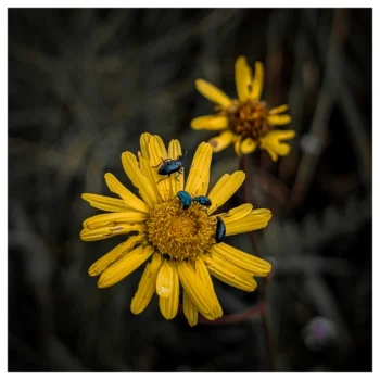 Kitulo National Park