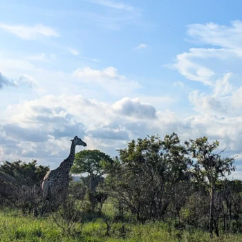 Saadani National Park
