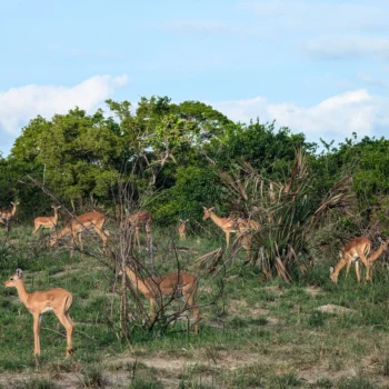 Saadani National Park