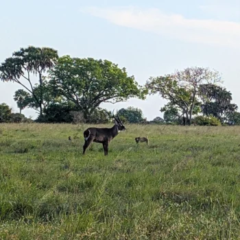 Saadani National Park