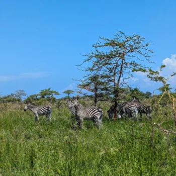 Saadani National Park