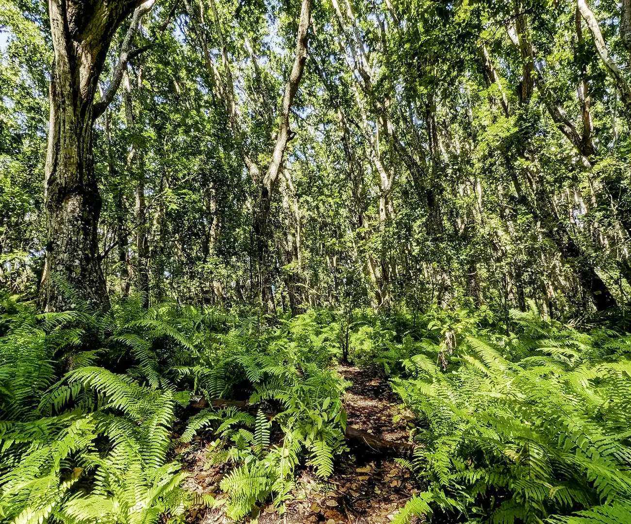 Jozani Chwaka Bay National Park