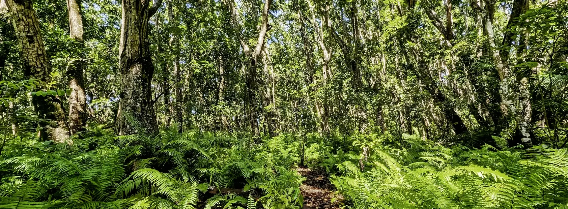 Jozani Chwaka Bay National Park