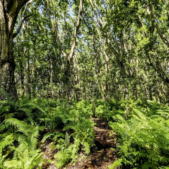 Jozani Chwaka Bay National Park