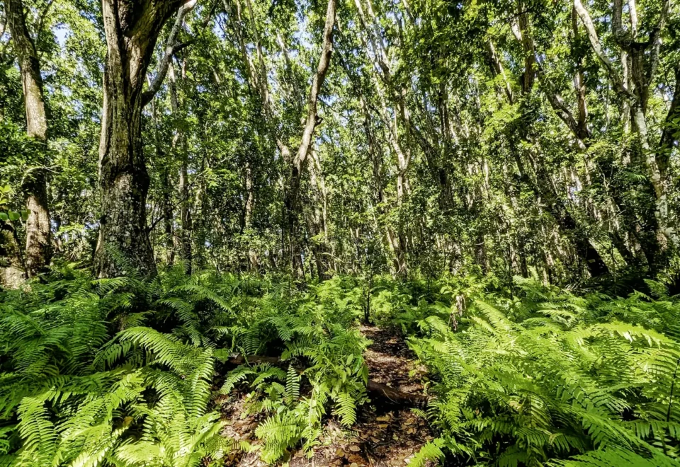 Jozani Chwaka Bay National Park